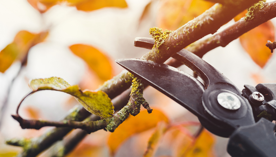 ¿Es el otoño un buen momento para podar tus árboles?