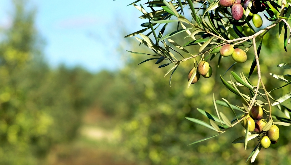 ¿Con qué frecuencia debes regar un olivo?